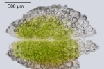 Riccia crustata