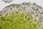 Riccia crustata