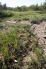 Riccia crustata