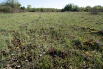 Riccia crustata