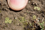 Riccia crustata