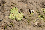 Riccia crustata