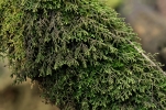 Porella platyphylla