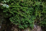 Porella platyphylla