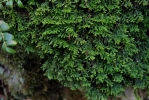 Porella platyphylla