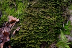 Porella platyphylla