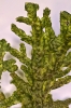 Porella platyphylla