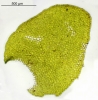 Porella platyphylla