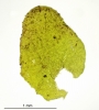 Porella platyphylla