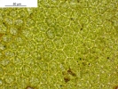 Porella platyphylla