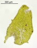 Porella platyphylla