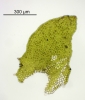 Porella platyphylla
