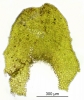 Porella platyphylla