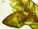 Porella platyphylla