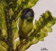 Porella platyphylla