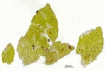Porella platyphylla