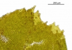Porella platyphylla