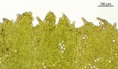 Porella platyphylla