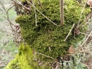 Porella platyphylla