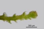 Cephaloziella divaricata var. scabra
