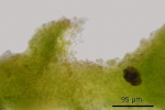 Cephaloziella divaricata var. scabra