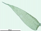 Isopterygiopsis muelleriana