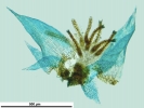 Isopterygiopsis muelleriana
