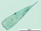 Isopterygiopsis muelleriana