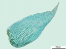 Isopterygiopsis muelleriana