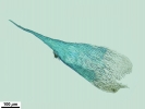 Isopterygiopsis muelleriana