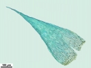 Isopterygiopsis muelleriana