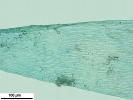 Isopterygiopsis muelleriana
