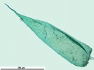 Isopterygiopsis muelleriana