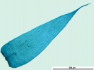 Isopterygiopsis muelleriana