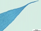 Isopterygiopsis muelleriana