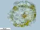 Isopterygiopsis muelleriana