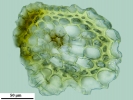 Isopterygiopsis muelleriana