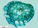Isopterygiopsis muelleriana
