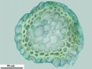Isopterygiopsis muelleriana