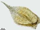 Pohlia flexuosa var. pseudomuyldermansii