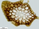 Pohlia flexuosa var. pseudomuyldermansii