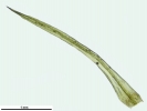 Cynodontium tenellum