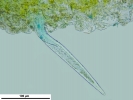 Riccia ciliata