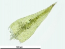 Archidium alternifolium