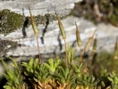 Encalypta affinis subsp. macounii
