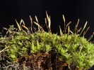 Encalypta affinis subsp. macounii