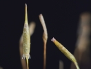 Encalypta affinis subsp. macounii