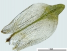 Encalypta affinis subsp. macounii