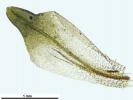 Encalypta affinis subsp. macounii