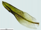 Encalypta affinis subsp. macounii